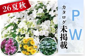 【PW】