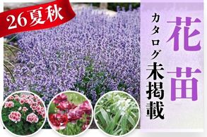 【花苗】