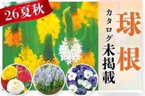 【球根】