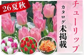 【チューリップ】