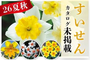 【すいせん】