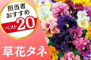 草花タネ