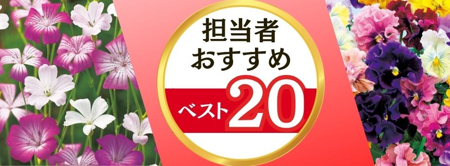 26夏秋担当者おすすめベスト20【草花タネ】