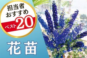 花苗