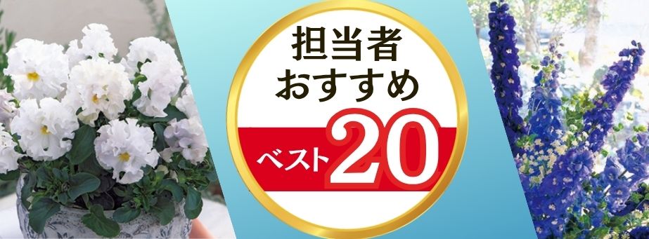 26夏秋担当者おすすめベスト20【花苗】