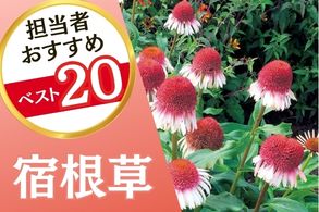 宿根草