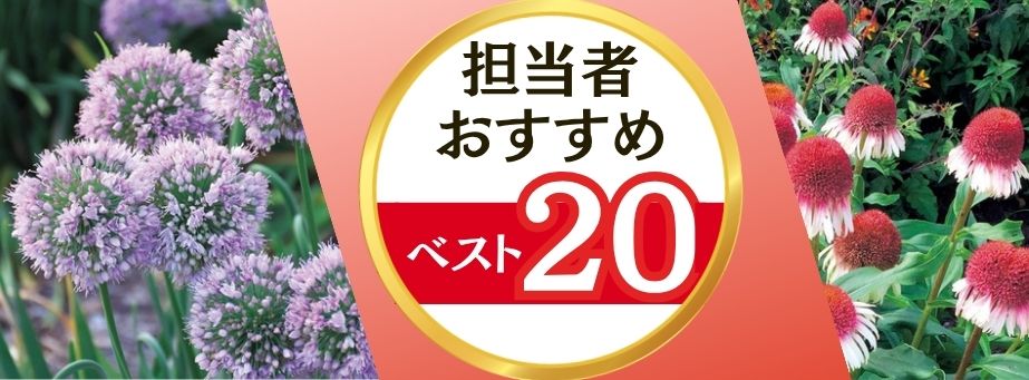 26夏秋担当者おすすめベスト20【宿根草】