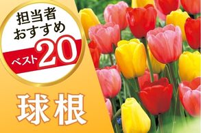 球根