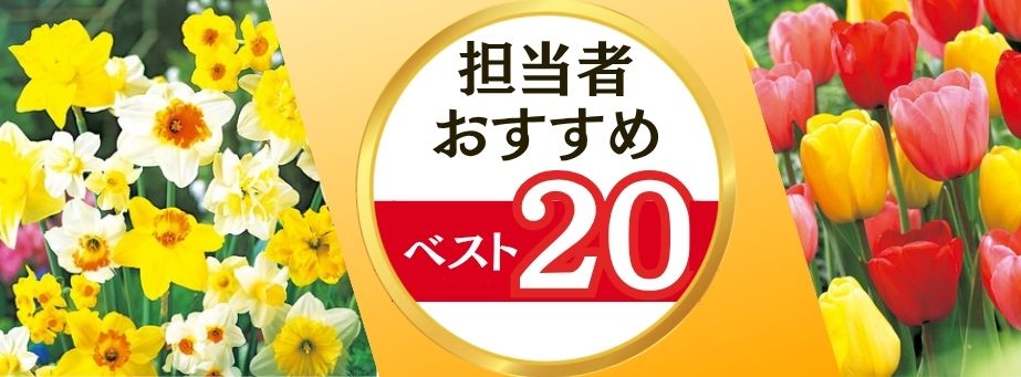 26夏秋担当者おすすめベスト20 【球根】