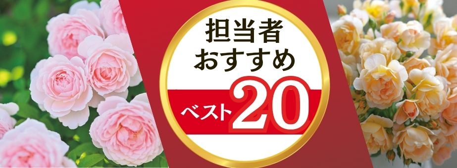 26夏秋担当者おすすめベスト20【バラ】