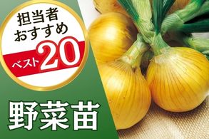 野菜苗