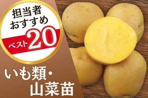 イモ類・山菜苗