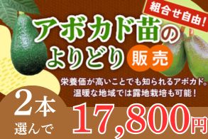 アボカドよりどり