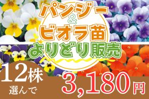 パンビオよりどり販売