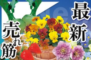 最新&売れ筋