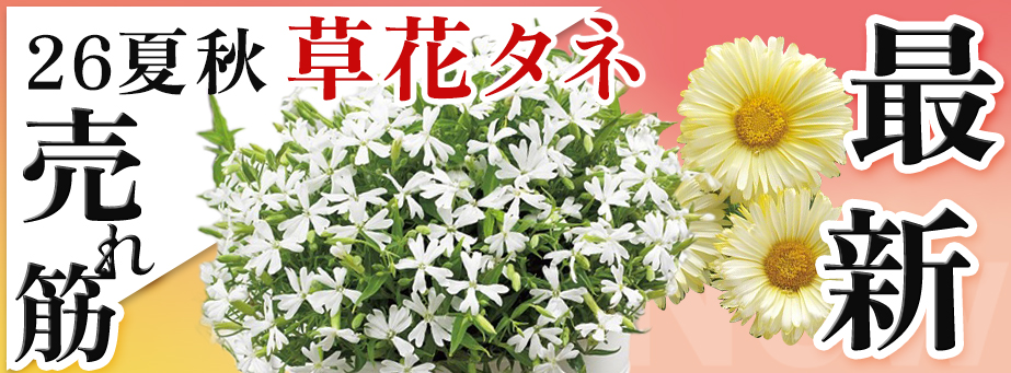 26夏秋 最新品種＆売れ筋 【草花タネ】