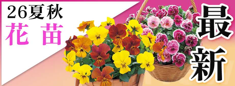 26夏秋 最新品種【花苗】