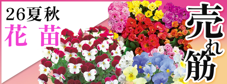 26夏秋 売れ筋 【花苗】