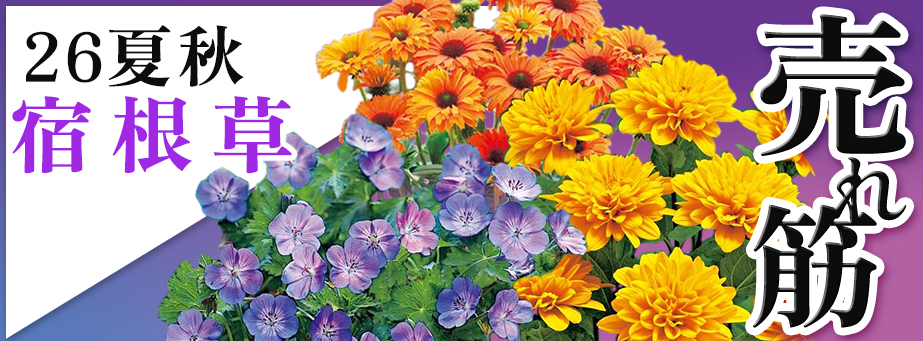 26夏秋 売れ筋 【宿根草】