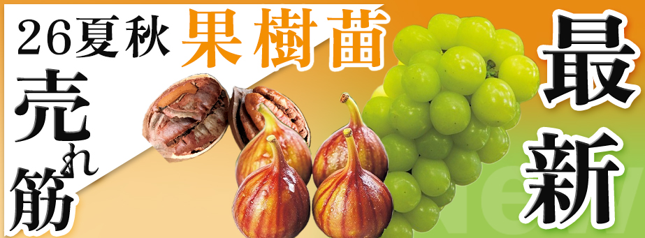 26夏秋 最新品種＆売れ筋 【果樹】