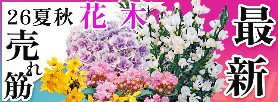 26夏秋 最新品種＆売れ筋 【花木】