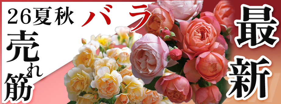 26夏秋 最新品種&売れ筋 【バラ】