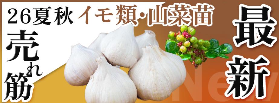 26夏秋 最新品種＆売れ筋 【イモ類・山菜苗】