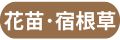 花苗宿根