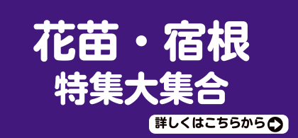 花苗・宿根