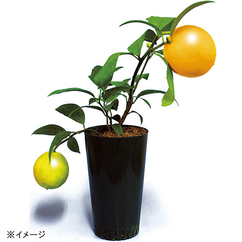 レモン21| 種・苗・ガーデニング用品の【タキイネット通販】