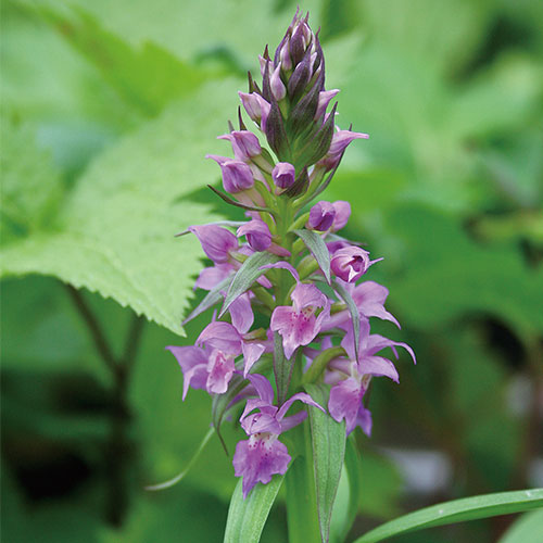 ハクサンチドリ 種 苗 ガーデニング用品の タキイネット通販