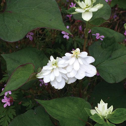 商品 八重のドクダミ 雪の下 8つ And 専用 植物 観葉植物 インテリア 住まい 小物 Belvtor By