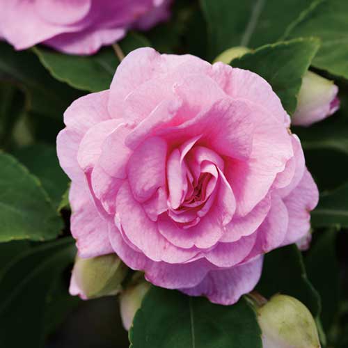 八重咲きインパチェンス カリフォルニアローズ フィエスタ R グランデ ピンク 種 苗 ガーデニング用品の タキイネット通販