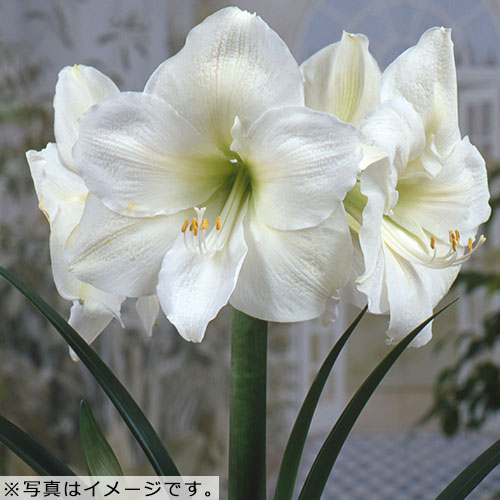 ポット植えアマリリス 白色種 種 苗 ガーデニング用品の タキイネット通販
