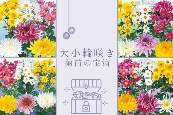 【大・小輪咲き菊苗の宝箱】