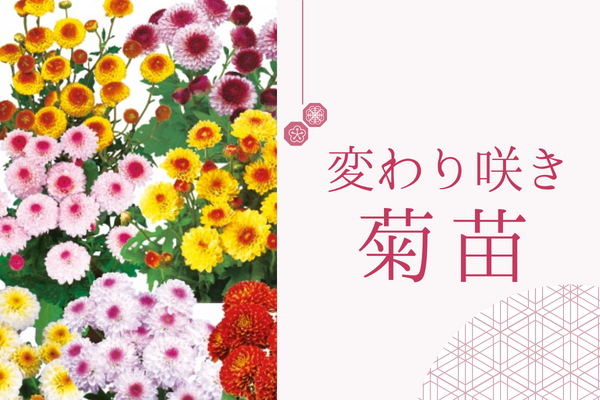 【変わり咲き菊苗】