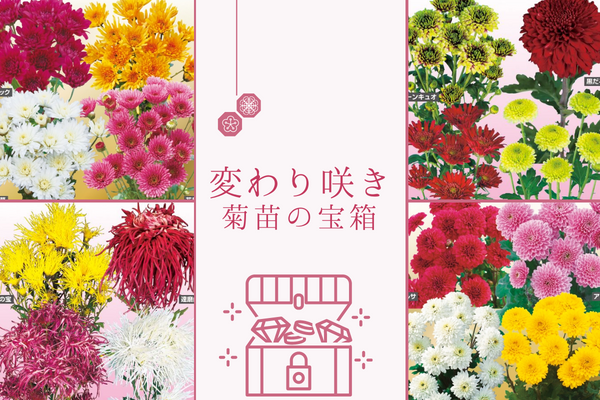【変わり咲き菊苗の宝箱】