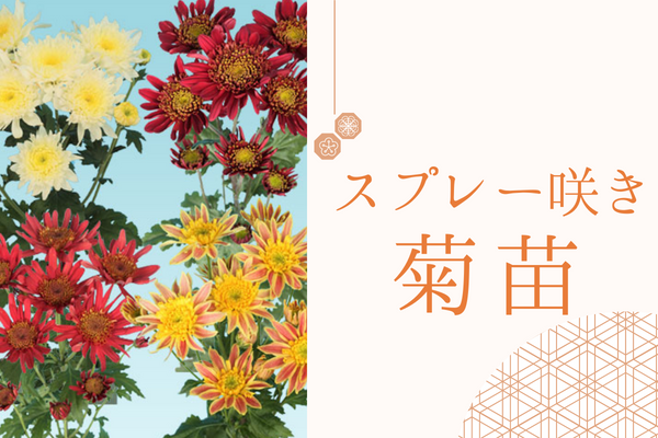 【スプレー咲き菊苗】