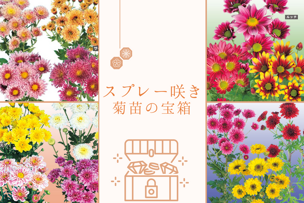 【スプレー咲き菊苗の宝箱】