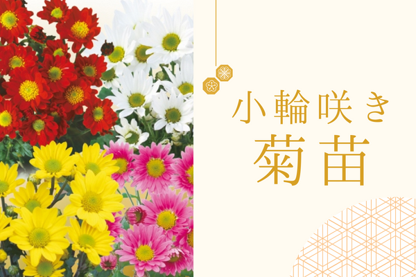 【小輪咲き菊苗】