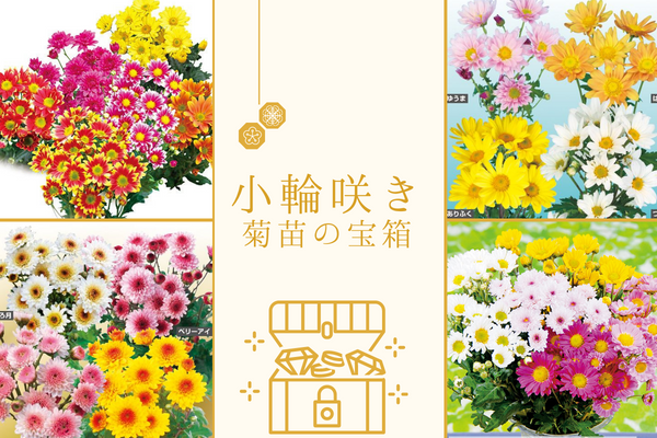 【小輪咲き菊苗の宝箱】