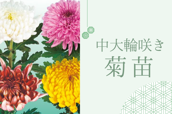 【中・大輪咲き菊苗】