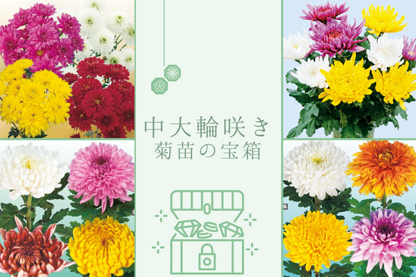 【中・大輪咲き菊苗の宝箱】