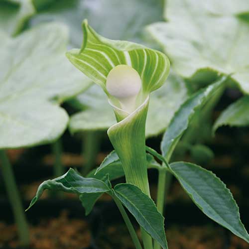 ユキモチソウ 素心 種 苗 ガーデニング用品の タキイネット通販 ユキモチソウ 素心 種 苗 ガーデニング用品の タキイネット通販