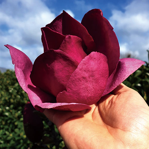 モクレン エンペラー 種 苗 ガーデニング用品の タキイネット通販