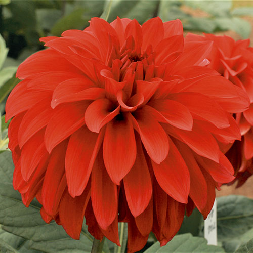 ダリア 月紅 げっこう 種 苗 ガーデニング用品の タキイネット通販