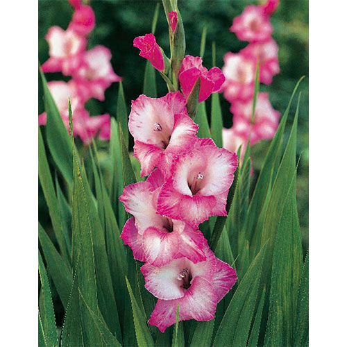 グラジオラス ファド 種 苗 ガーデニング用品の タキイネット通販 グラジオラス ファド 種 苗 ガーデニング用品の タキイネット通販