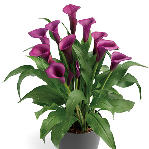 カラー ダーバン 種 苗 ガーデニング用品の タキイネット通販