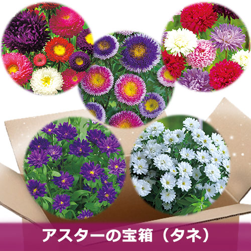 アスターの種 種 苗 球根 園芸用品 農業資材の通販サイト タキイネット通販