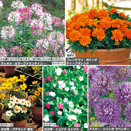 花壇 鉢植えに向く草花タネセット 春 種 苗 ガーデニング用品の タキイネット通販